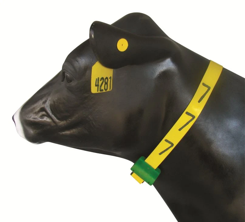 Cattle fitted with a yellow digital ear tag numbered 4281 and a yellow identification neck band with a green clasp